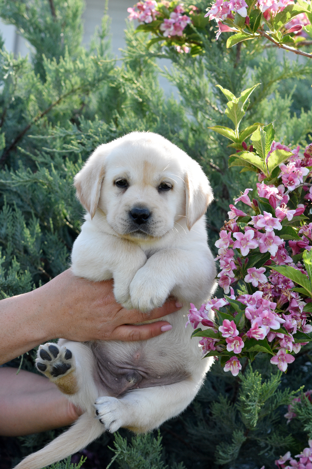pui Labrador Retriever galbeni disponibili in Canisa Clear Passion