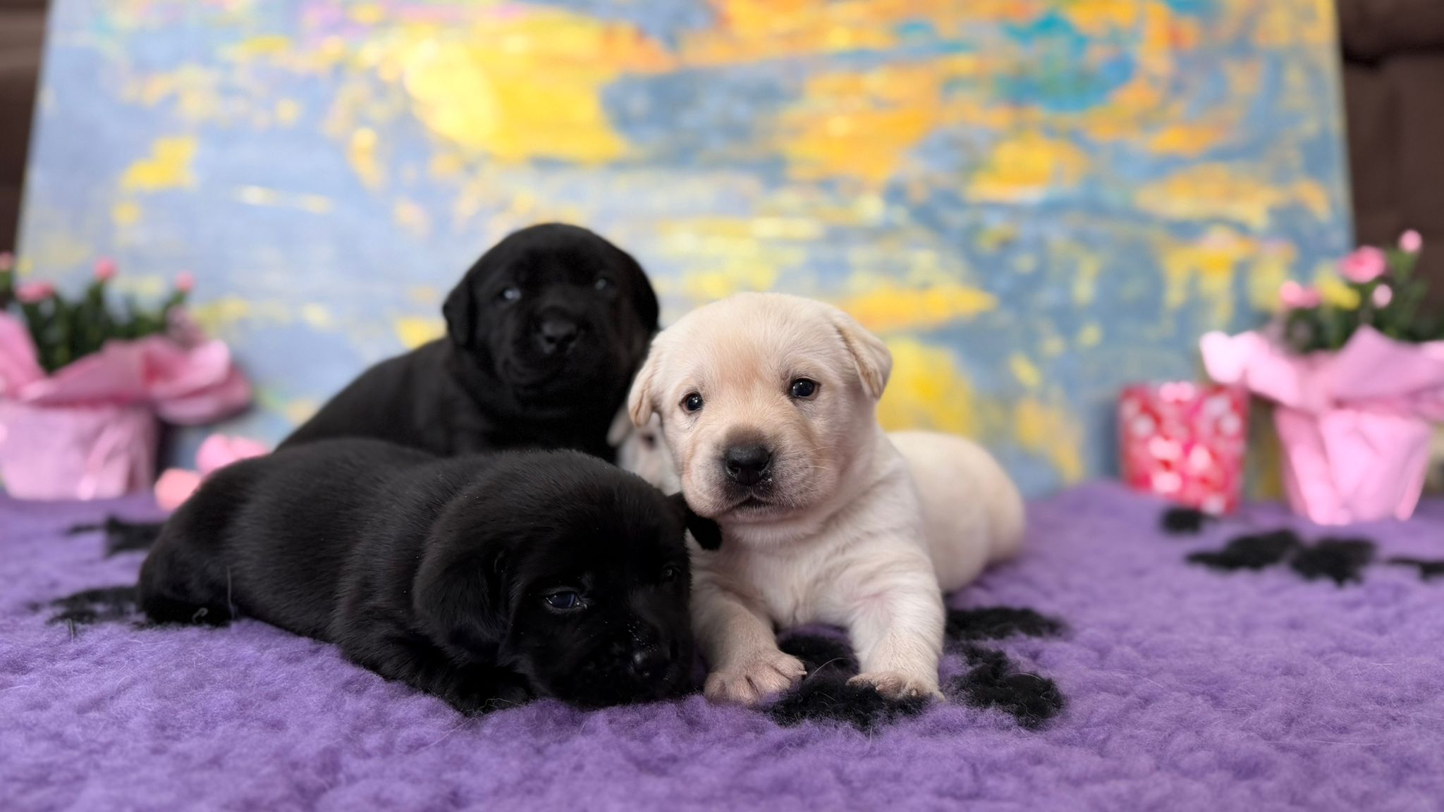 top black and yellow Labrador puppies in Clear Passion kennel