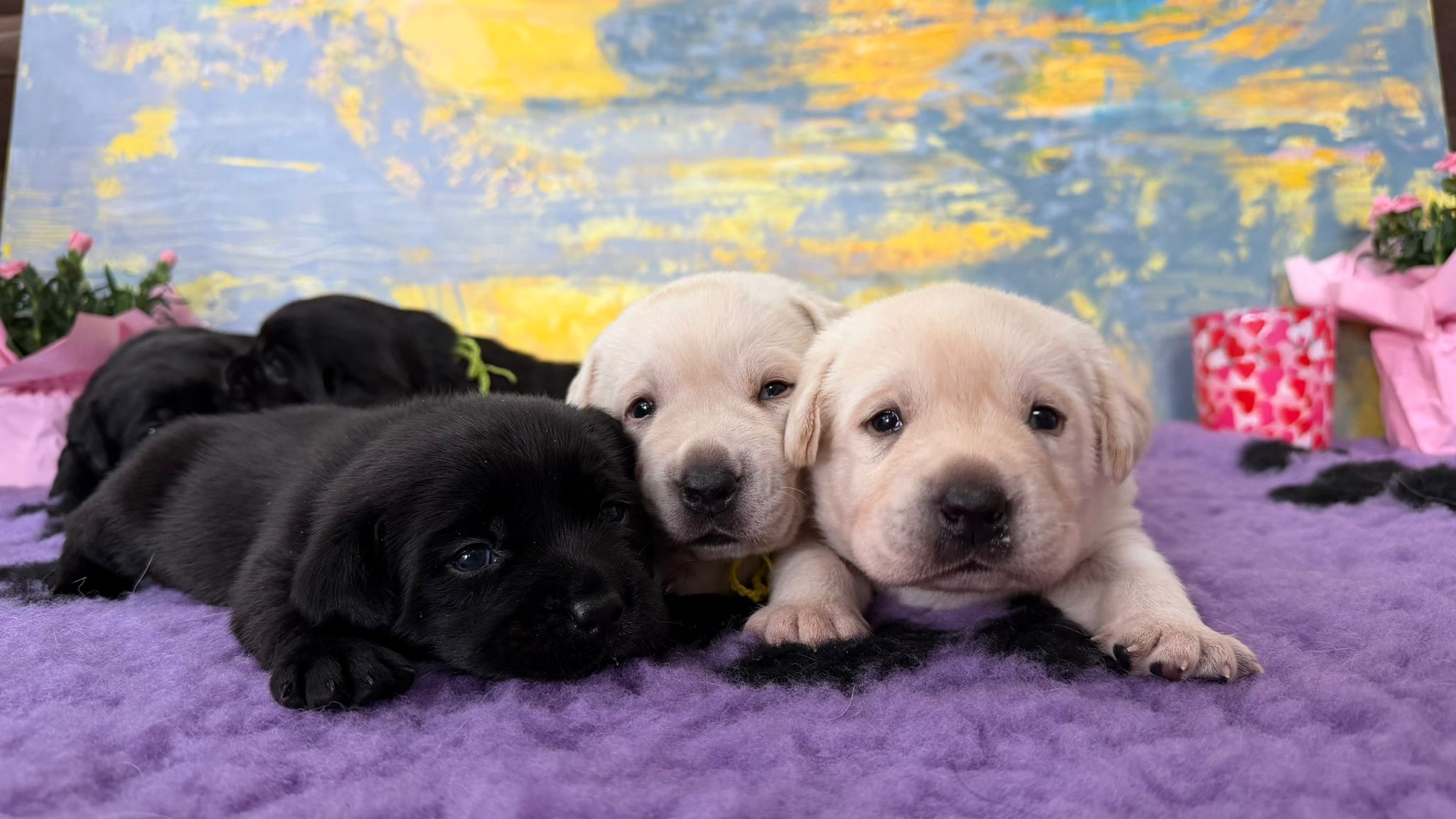 catei Labrador galbeni si negri disponibili in canisa Clear Passion