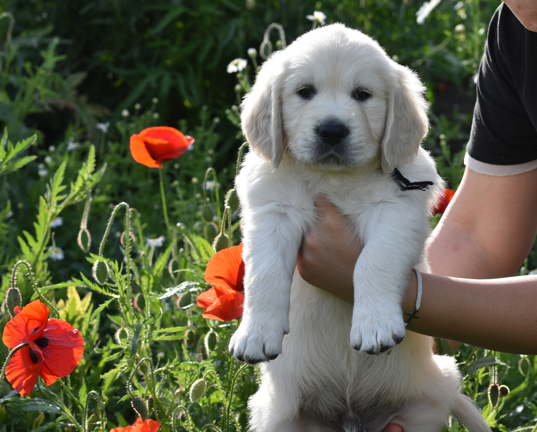 GENETIC ALL CLEAR PUPPIES
