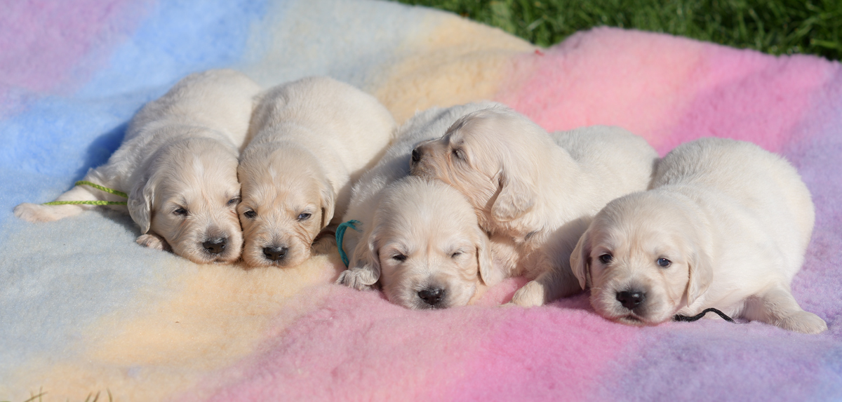 GENETIC ALL CLEAR PUPPIES