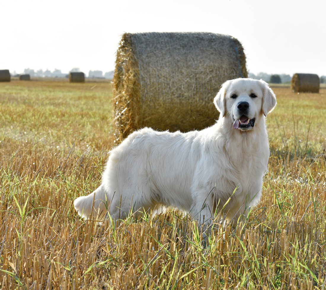 Magnus – CH DREAM BIG OF CLEAR PASSION