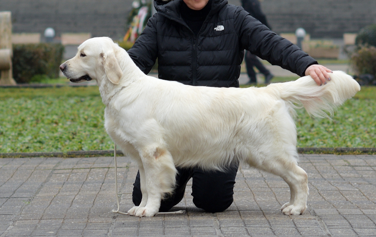 Zola – JCH FORTUNE OF CLEAR PASSION